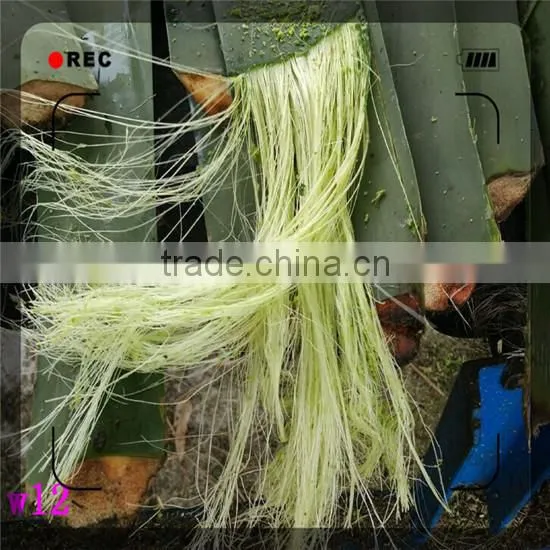 DLHL New Product!! 100% Natural Sisal Fiber/whiten Sisal Fiber/Coconut Fiber photo-6