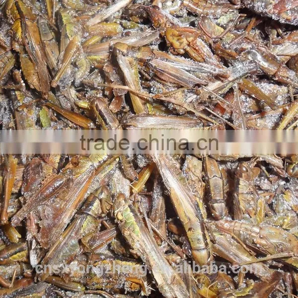 Wholesale Freeze Dried Grasshoppers photo-2
