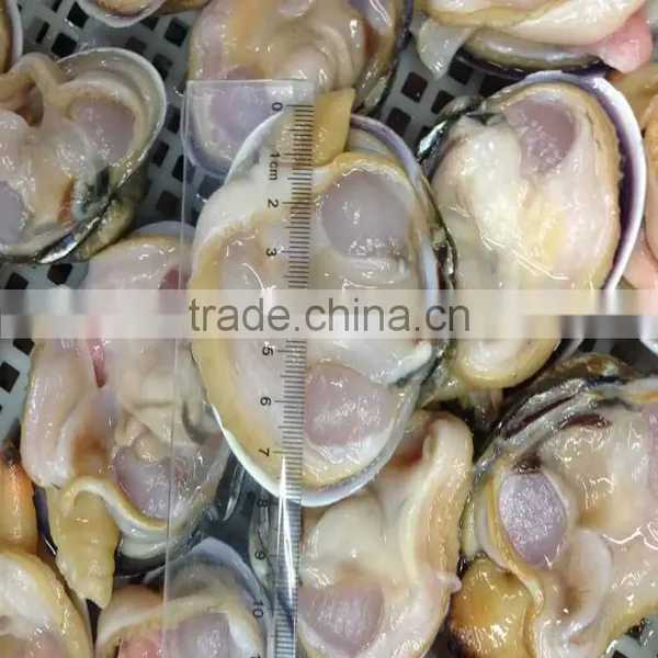Frozen Half-shell Huge Clam Nature Fresh No Additives photo-2