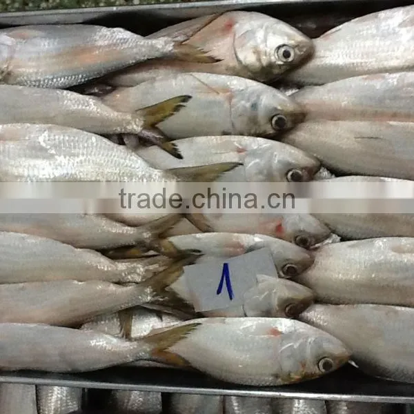 FROZEN SARDINE FISH/ SHAD FISH/ SIZE 4/6 photo-6
