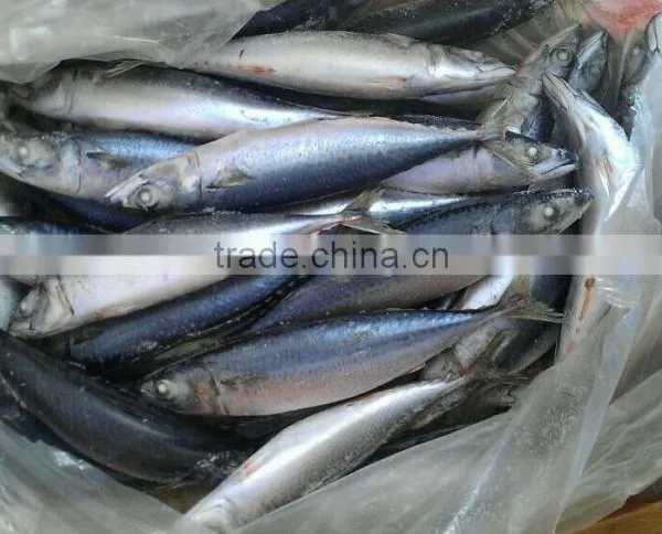 Frozen Fish Pacific Mackerel Scomber Japonicus Chinasuppliers photo-2