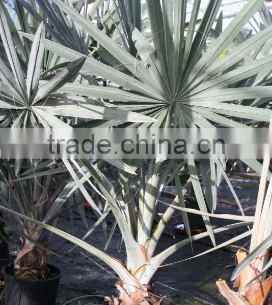 Bismarckia Nobilis - From 75/100 Plant Height in 8 Liters Pot photo-4