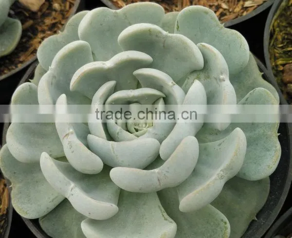 Succulent Plant Echeveria Tosy Turpy Hybrid, Decorative Plants Echeveria, Succulent Plants, Tropical Plants