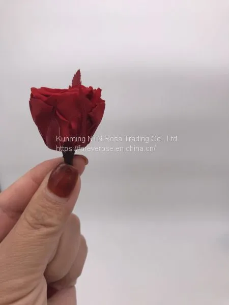 Factory Supply Wholesale A GRADE Best Quality China Preserved Roses photo-5