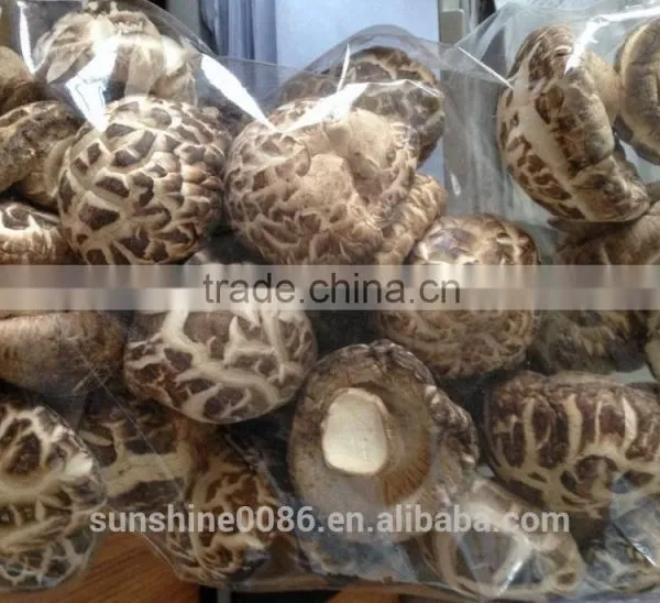 High Quality Dried Shiitake Flower Mushroom photo-4