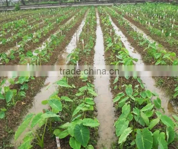 FROZEN TARO BEST PRICE - HIGH QUALITY FROM VIETNAM photo-4