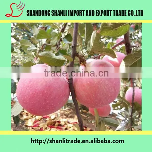 100/113/125# Fresh Organic Fruits Red Fuji Apples Fresh Fuji Wholesale Apples photo-3