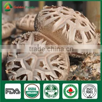 Wholesale Supplier Fresh Dried Edibal Shiitake Mushroom Cultivation Growing Kit Log Spawn photo-4