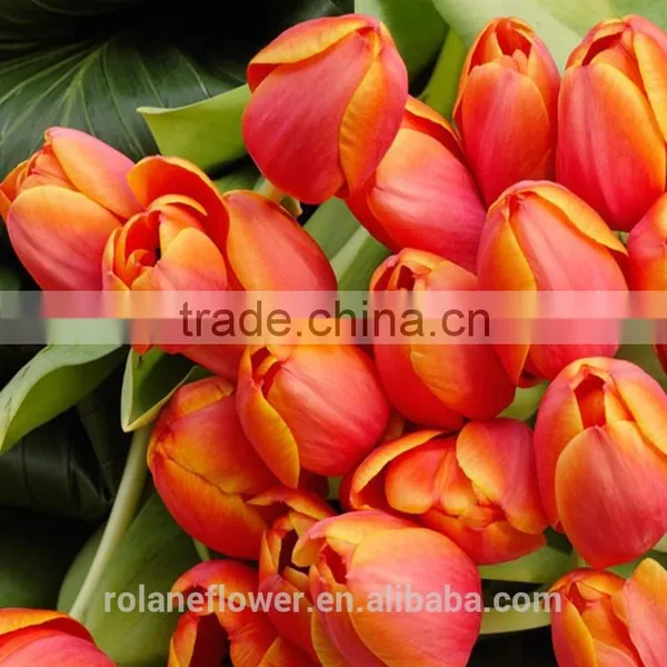 2016 Hot Sale Fresh Cut Colorful Tulip Flower From Yunnan photo-4