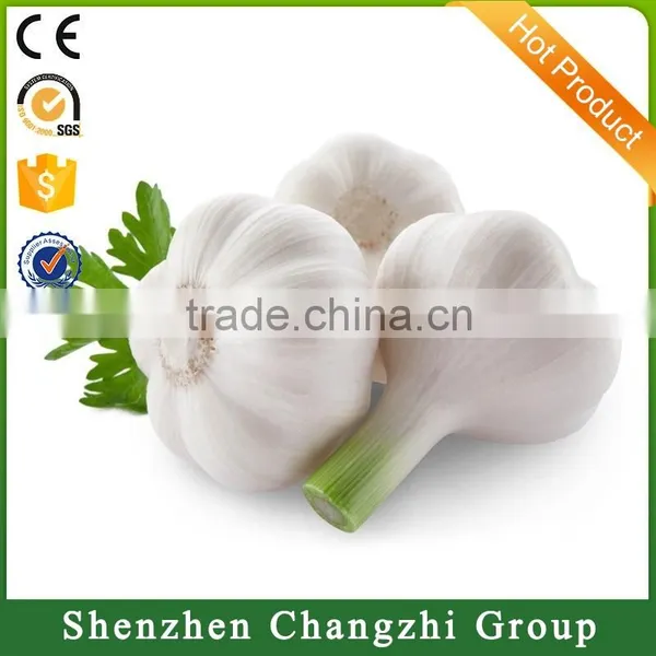 2016 New Crop Fresh Natural Pure White Garlic photo-3