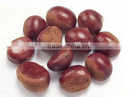 Dandong China Chestnut photo-3