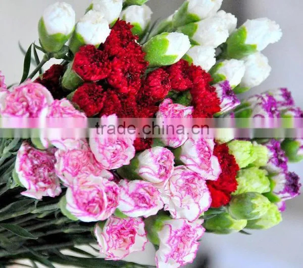 Fresh Cut Muticolor Carnation Flower photo-4