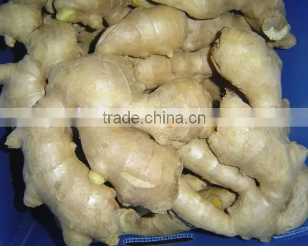 China Mature Ginger photo-4