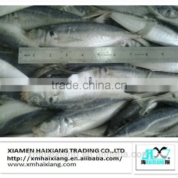 Price for Frozen Horse Mackerel Fish photo-2