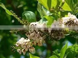 Best Price Karanja Oil - High Quality Extra Special