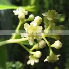 CAMPHOR WHITE OIL photo-4