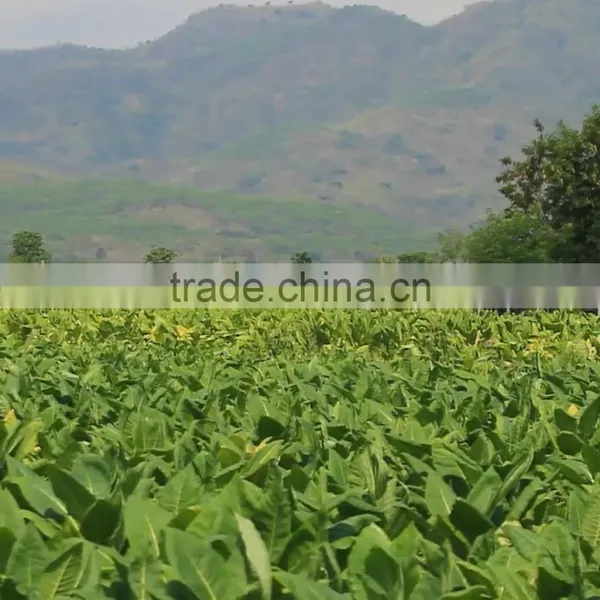 Yellow Powdered Fulvic Acid Fertilizer in Agriculture photo-3
