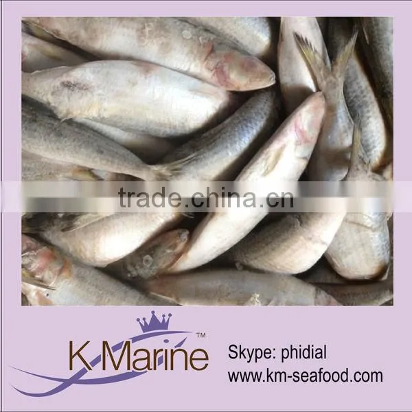 Frozen Whole Round Fish Seafood