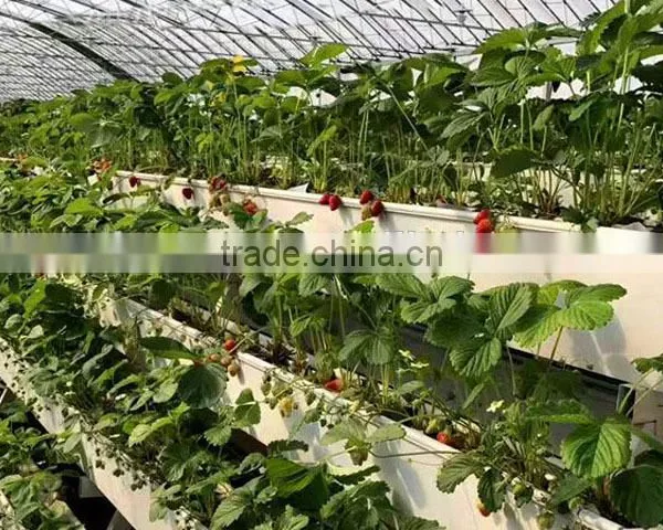 Hot Sale Film Covering Tunnel Strawberry Greenhouse photo-2