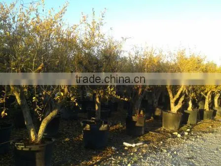 Pomegranate (Punica Granatum) Trees photo-3