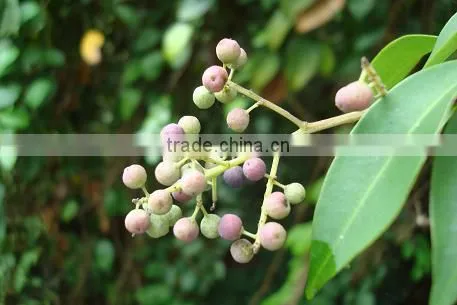 Embelia Ribes photo-3
