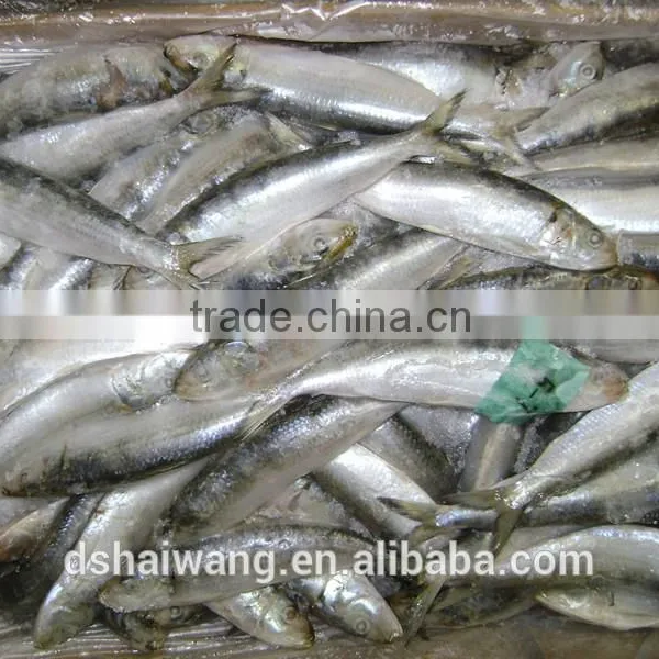 Frozen Sardine Frozen on Land photo-3