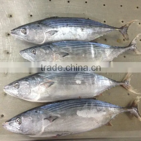 Skip Jack Tuna Fish photo-2