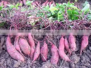 FRESH SWEET POTATO photo-5