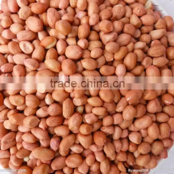 Ju'nan Country Best Quality Blanched Peanut 24/28 Size 25kg/ctn for Sale photo-2