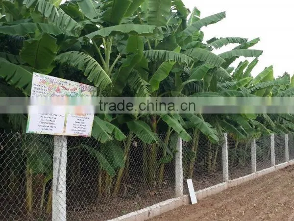 Lease of Agricultural Land
