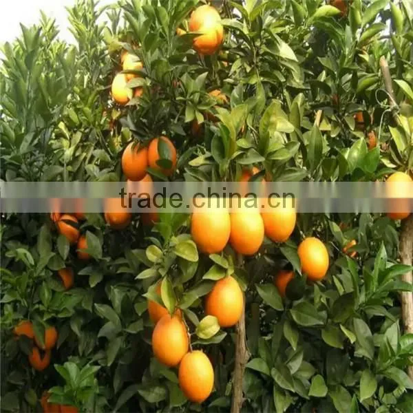 Fresh Orange ( New Season )