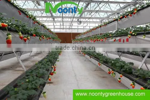 Strawberry Hydroponics photo-4