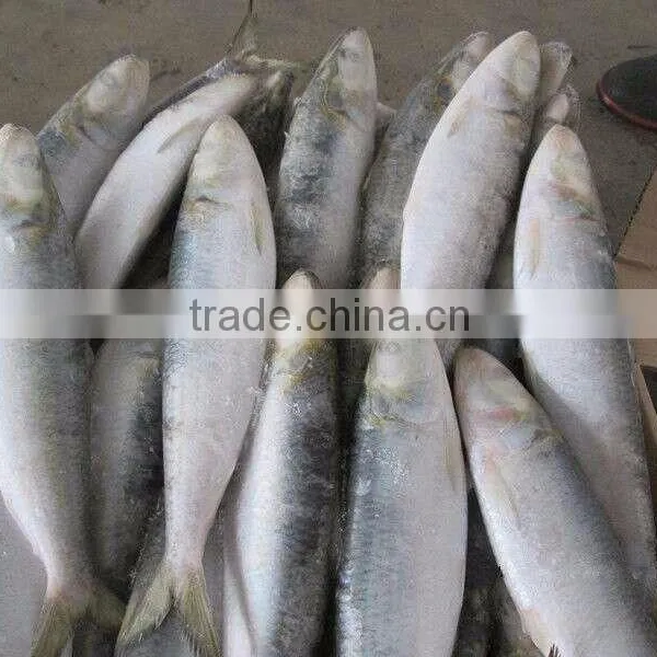 8-10pcs/kg Frozen W/R Sardine for Canning photo-3