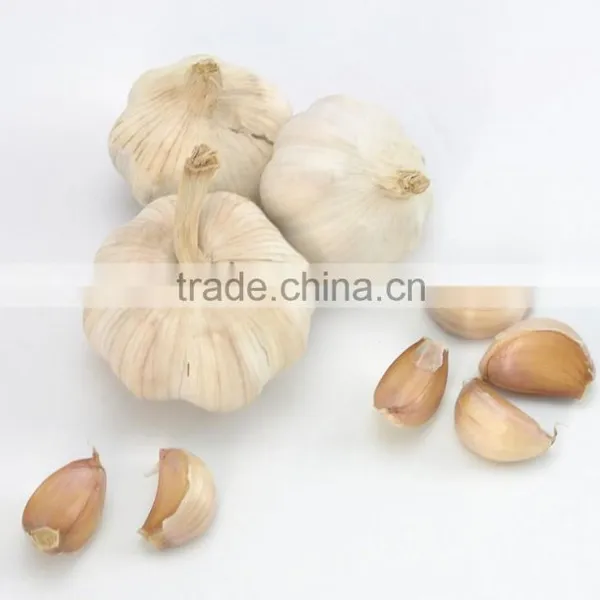 Hot Sale 2016 Fresh Chinese Normal White Garlic photo-2
