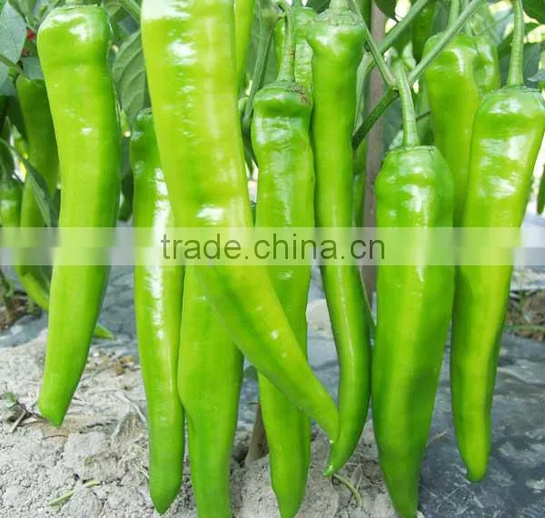 Hot Sale Hybrid High Yield Chili Pepper Seeds-XY 159 photo-3
