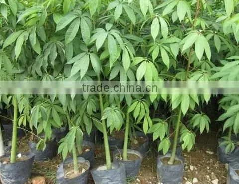 Gossampinus Malabarica Cotton Trees Seedling From China photo-5