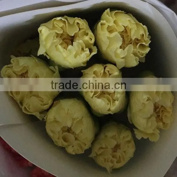 Best Price Fresh Carnation Flowers for Sell photo-5