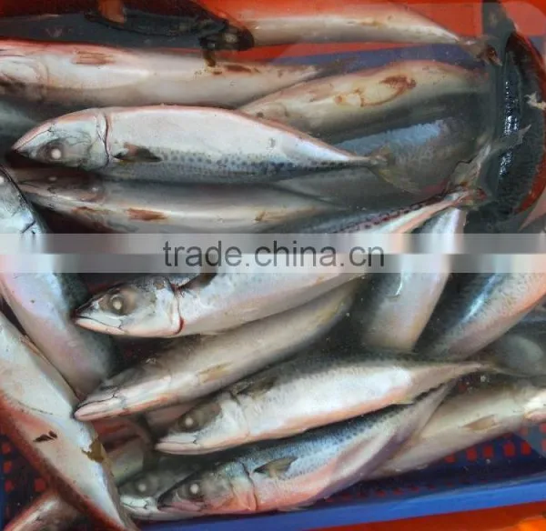 Frozen Pacific/Atlantic Mackerel Fish photo-3