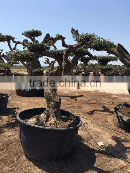 Olea Europaea "Pompon"old Skin Trunk photo-4