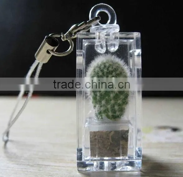 Live Mini Plant and Plant Pet Tree photo-2