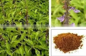 Coleus Forskohlii Extract