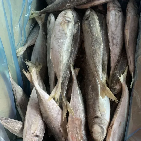 Horse Mackerel 100-200/trachurus Japonicus/mackerel Trachurus Japonicus photo-3