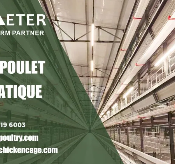 A Type H Type Chicken Layer Cage
