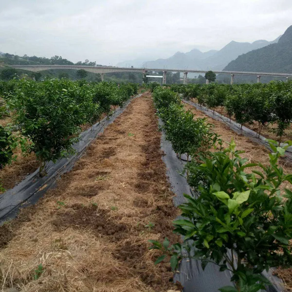 Original Manufacturer of Orchard Weed Control Fabric and Agricultural Weed Barrier Fabric Exporter for Foreign Trade photo-5