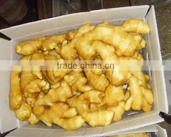 2015 Good Price of the Ginger From Shandong photo-5