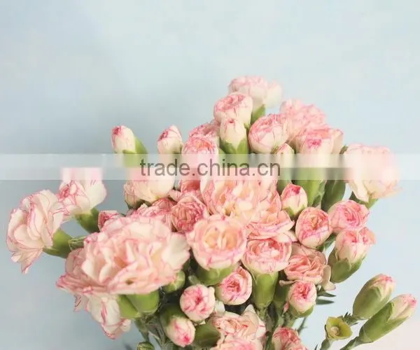 Good Smell Crazy Selling 2015 Hottest Fresh Carnation Flower photo-2