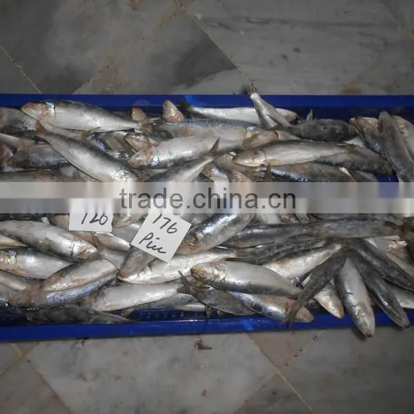 Frozen Sardine Fish photo-6