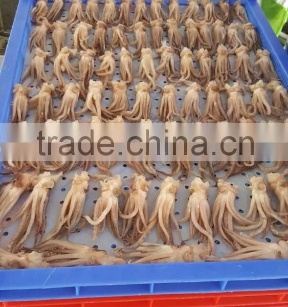 Squid Tentacle (Todarodes Pacific Squid) photo-2