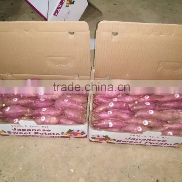 Sweet Japanese Potato photo-4
