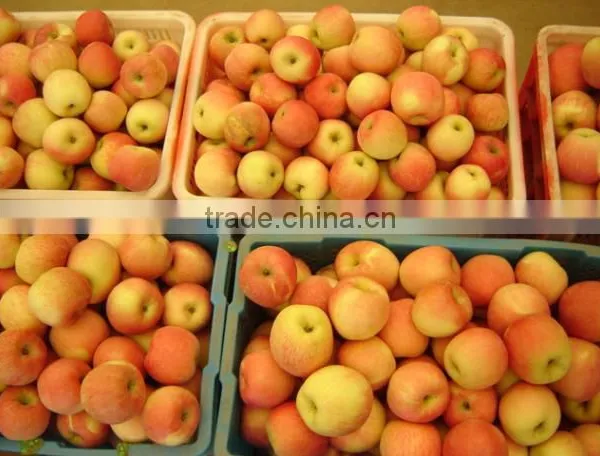 Fresh Fruit